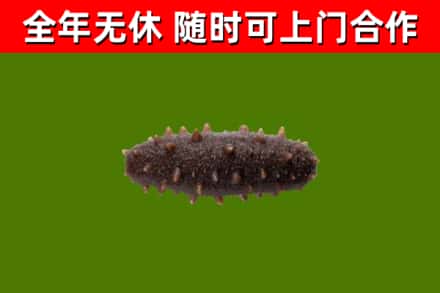 桂林回收海参干